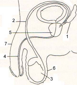 Print Map Quiz Aparato reproductor masculino biología aparato