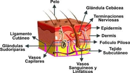 Print Map Quiz Sistema Tegumentario Biolog A Epidermis