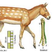 Print Matching Pairs Evolucion De Las Especies Biolog A