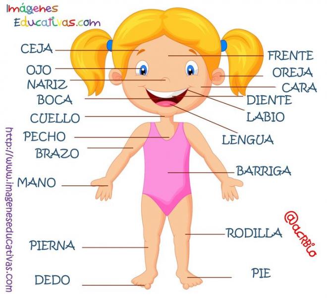 Print Map Quiz Partes Del Cuerpo Humano Educaci N Primaria