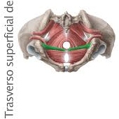 Print Matching Pairs Músculos suelo de la pelvis biología músculos