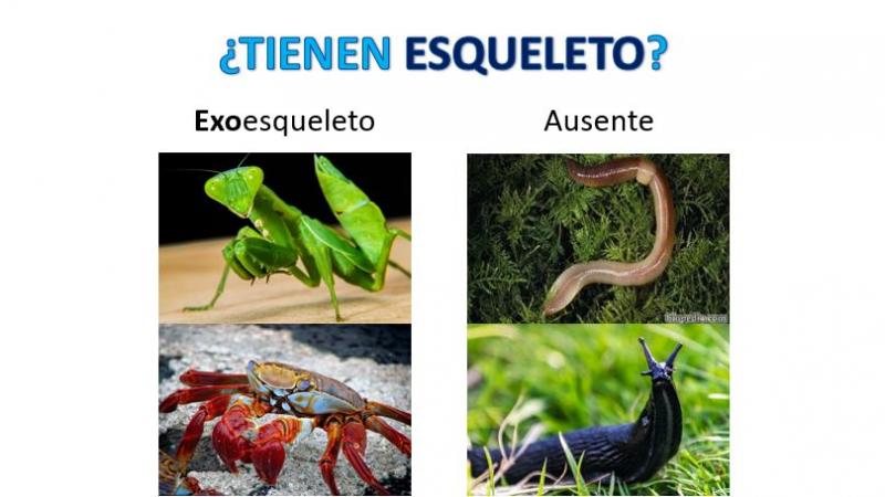 Slideshow Invertebrados Ppt Biolog A Eso Invertebrados