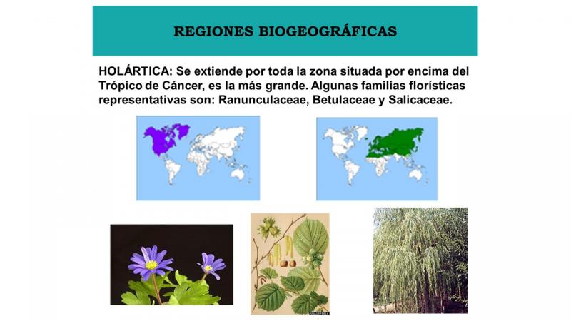 Print Crossword Puzzle Regiones Biogeográficas biogeografía vegetal