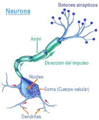 Print Crossword Puzzle Función de relación Neuronas biología 8º