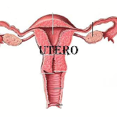 Print Matching Pairs Aparato Reproductor Biolog A Educaci N