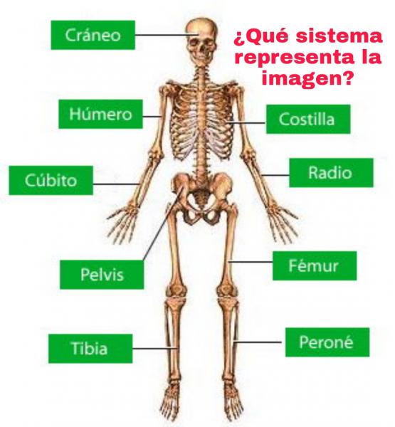 Print Crossword Puzzle Sistema Locomotor Ciencias Naturales Sistema