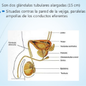 Print Matching Pairs Aparato Reproductor Humano biología Noveno