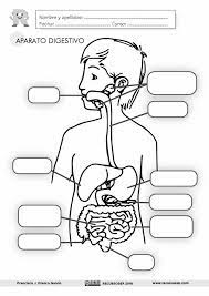 Print Map Quiz Sistema Digestivo Biolog A Cuarto Grado Educaci N