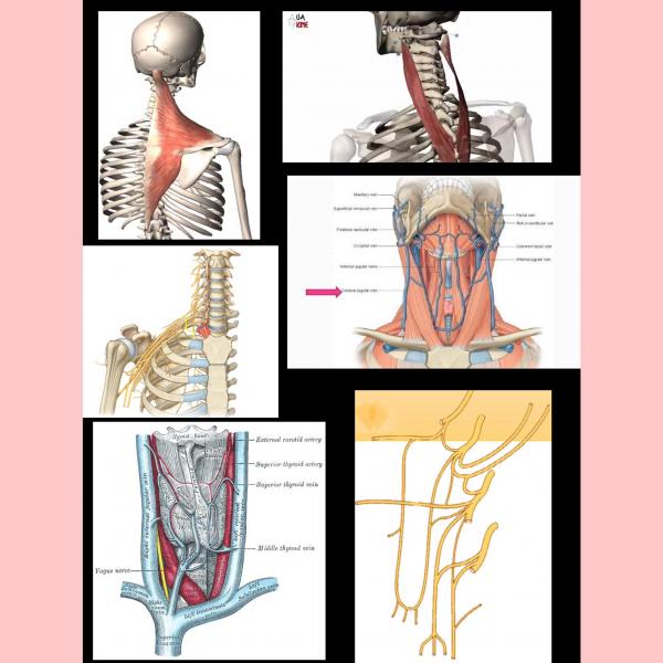 Print Map Quiz Triangulo Posterior Del Cuello Anatomia Cuello