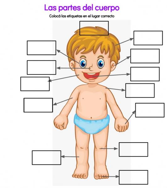 Print Map Quiz PARTES DEL CUERPO HUMANO biología 2º Educación