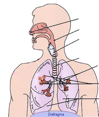 Print Map Quiz Aparato respiratorio biología 4º Bachillerato