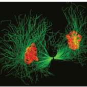 Print Matching Pairs Etapas De La Fase M Mitosis Biolog A C Lula