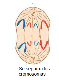 Print Crossword Puzzle Ciclo Celular Y Mitosis Biolog A