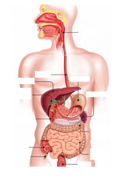 Print Map Quiz Aparato Digestivo Otros Grado Superior Fisiopatolog A
