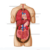 Print Matching Pairs Regiones Cavidades Planos Y Cortes Anatomicos