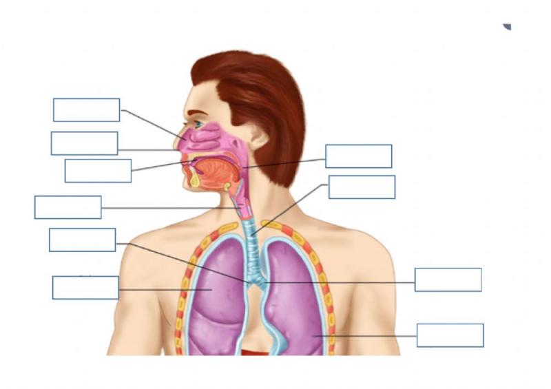 Print Map Quiz Aparato Respiratorio Aparato Respiratorio Laringe