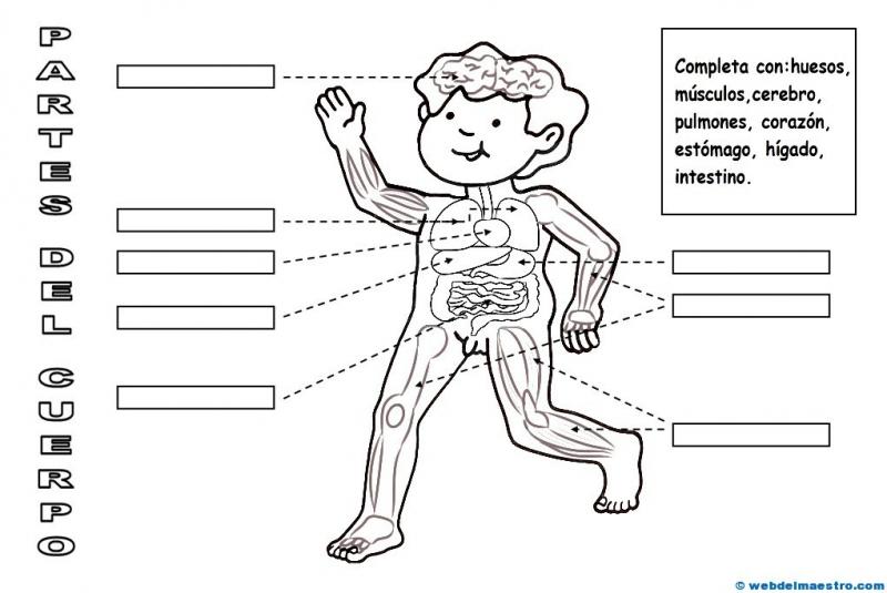 Print Map Quiz Partes del cuerpo humano biología 6º Primaria