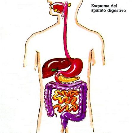 Print Map Quiz El Aparato Digestivo D 1 Eso