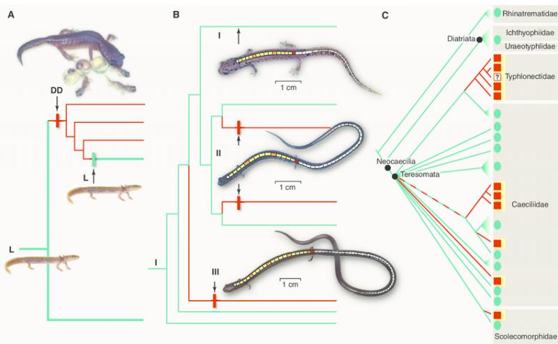 Print Crossword Puzzle Evidencias Y Patrones En La Evoluci N Biol Gica