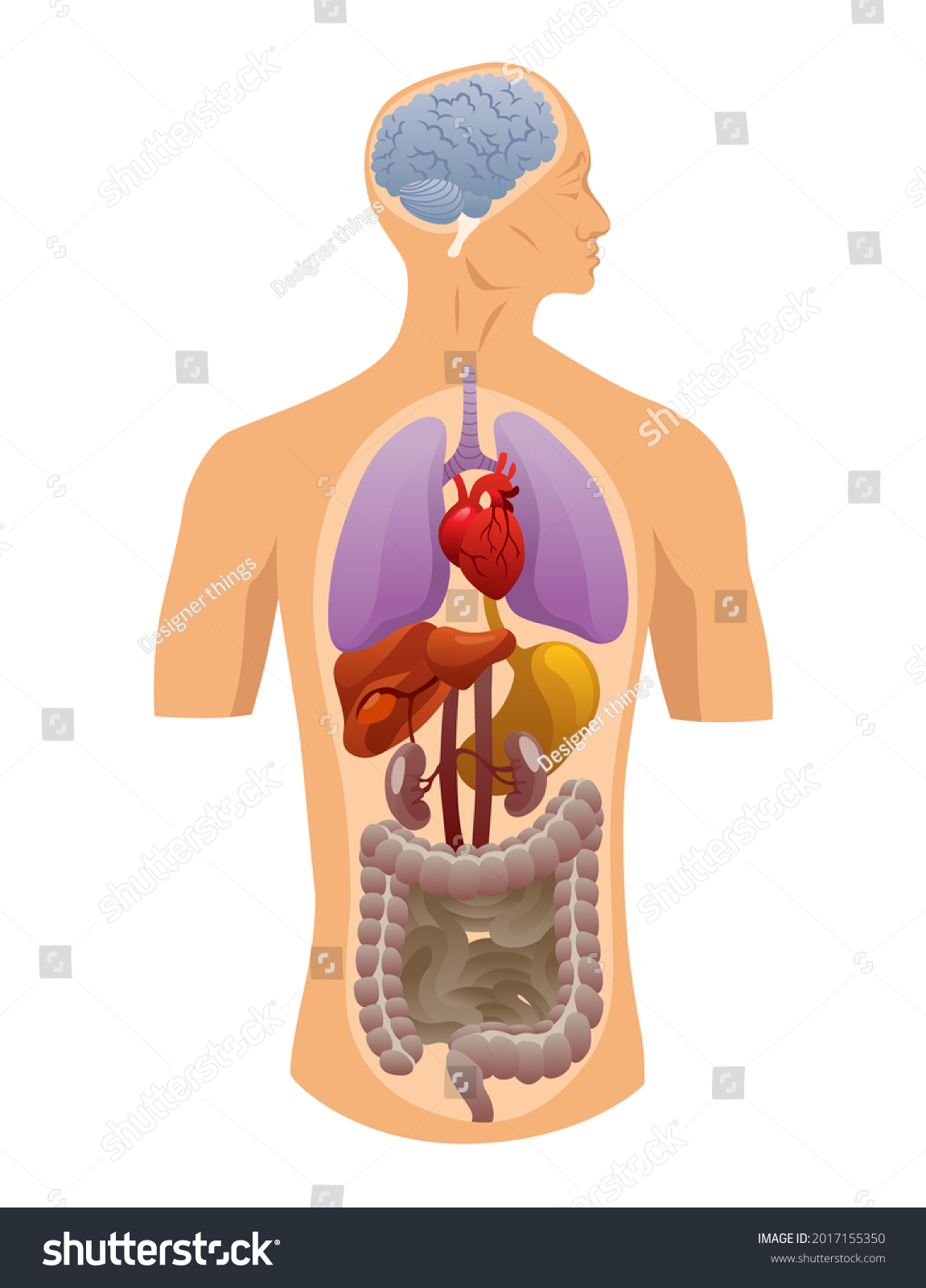 Print Map Quiz Partes Del Cuerpo Humano Ciencias Naturales