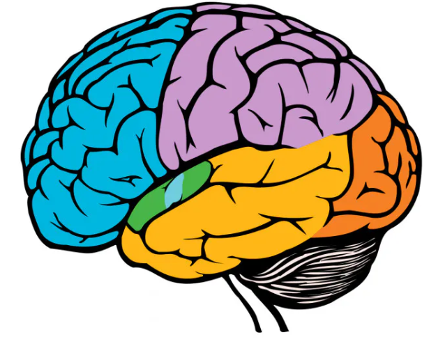 Print Map Quiz Estructura y Función de las Partes del Cerebro