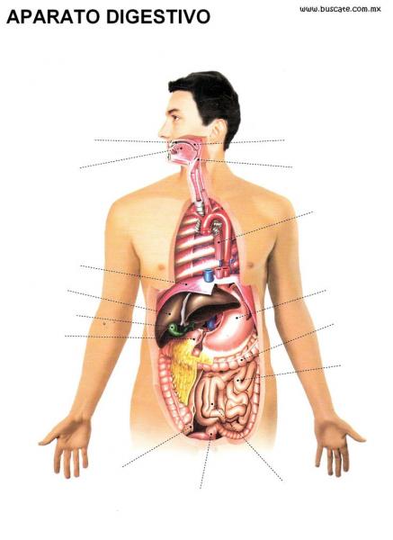 Print Map Quiz Sistema Digestivo Biolog A Sistema Digestivo