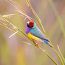 Álvaro  Rubio Lanzagorta