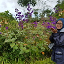 Ummi Khozanah