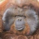 orangutan gordo