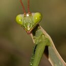 Mantis