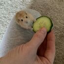 KIMBO EL HAMSTER 