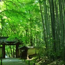 Chikako Miyajima