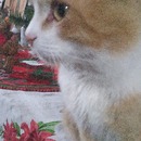 Carina  