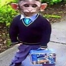 Mangel 