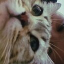 nazz 