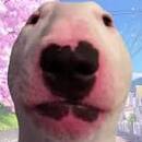 Tadeo Insano
