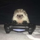 Oti 
