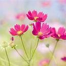 monserrath dominguez