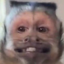 elmonotravieso2.0 