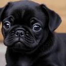sabri pug pug