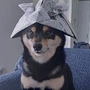 Dann 
