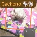Daira Juliet Cardozo Burbano