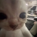 lxx.snshn 