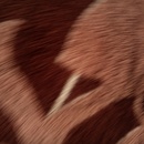 ranch DIELBER