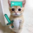 dominicxd 