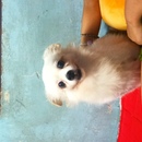 Jessy Venus D. Moscosa 