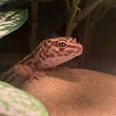 Bobbi 