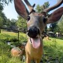 Prongs 