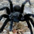 Tarantula 