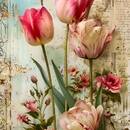 Amany Ayad